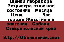 Щенки лабрадора Ретривера отличное состояние 2 месяца › Цена ­ 30 000 - Все города Животные и растения » Собаки   . Ставропольский край